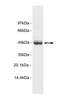 Eurofins DiscoverX Casein Kinase 2 2 Protein, Active 10 &mu;g | Buy Online | Eurofins DiscoverX | Fisher Scientific
